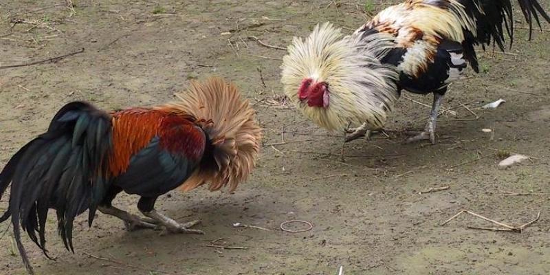 Cockfighting odds analysis strategic framework and arena odds guide